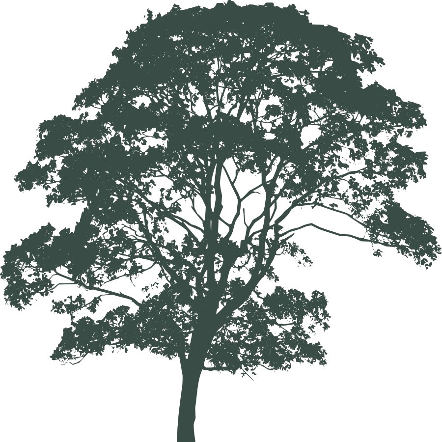 boardersandbranches
